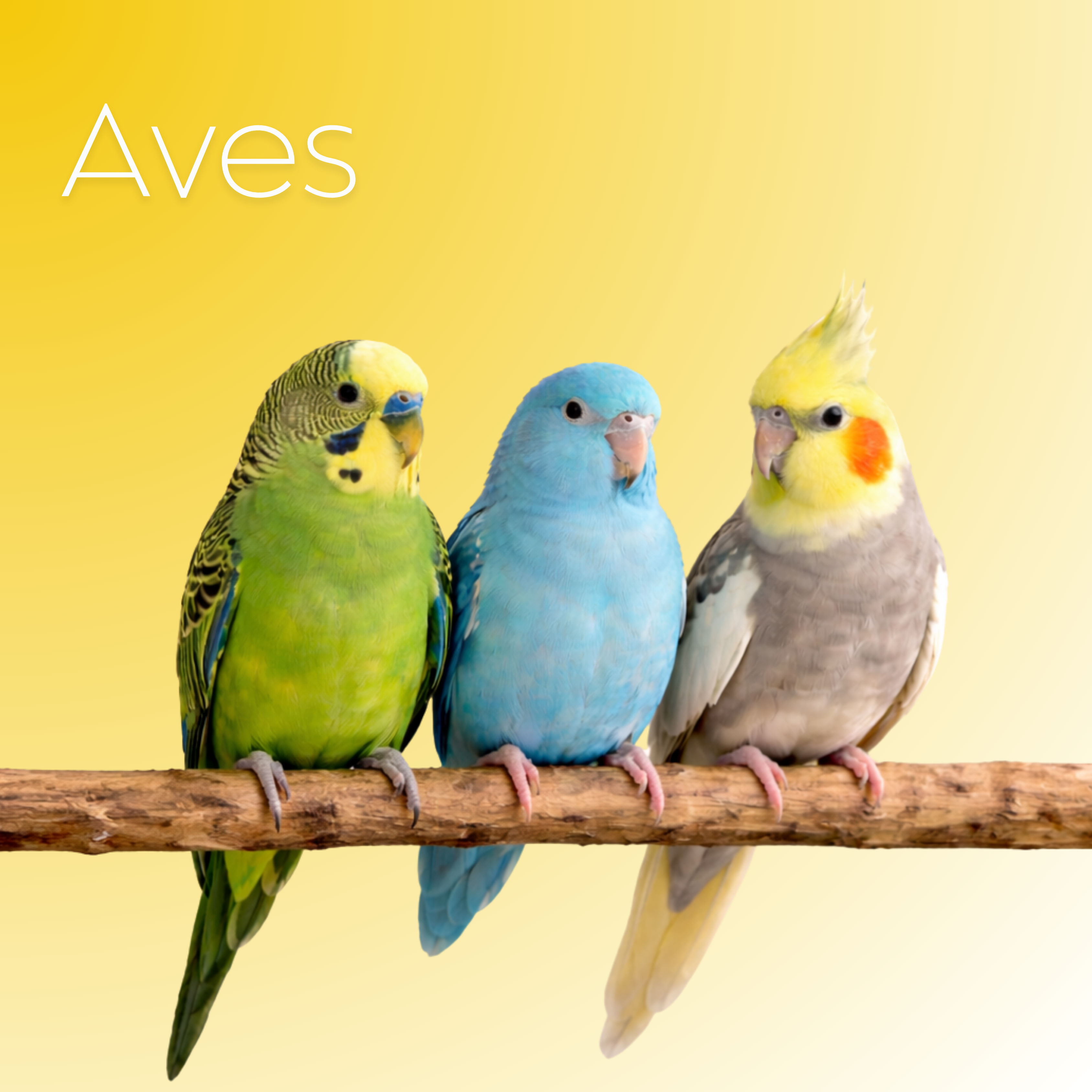 Aves