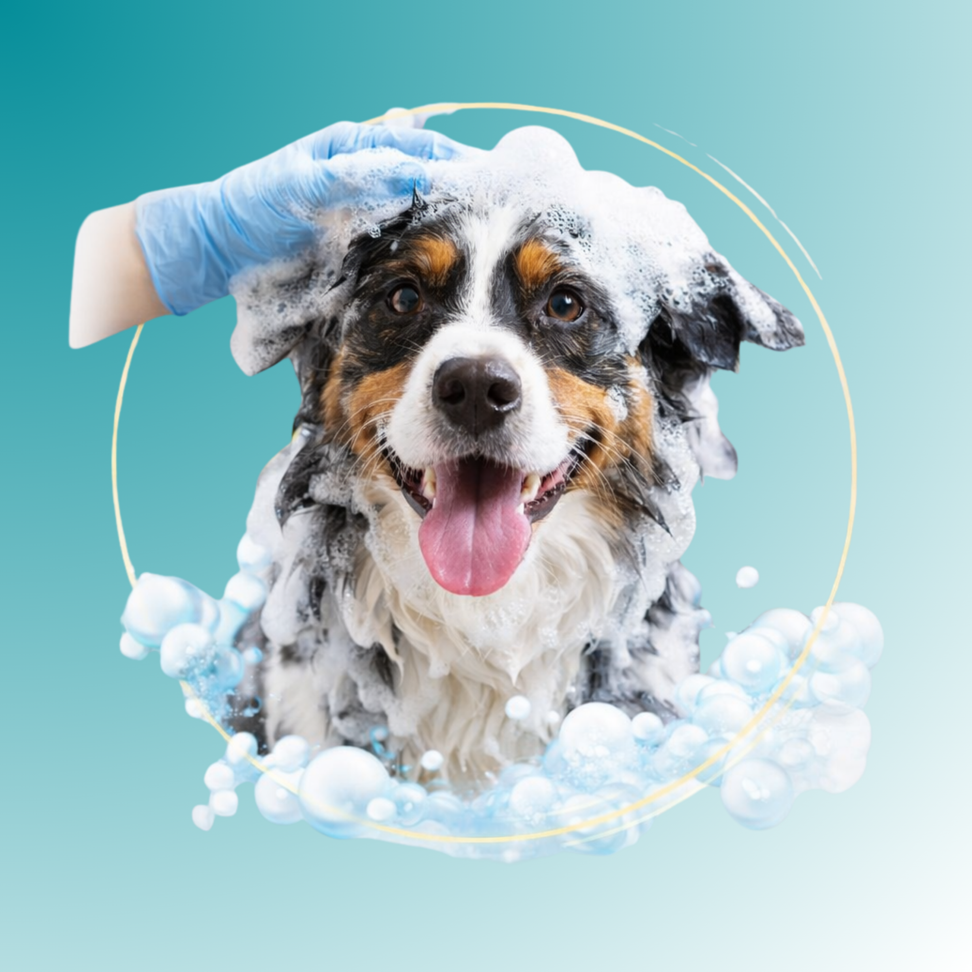 Grooming Servicio Clean para Perro